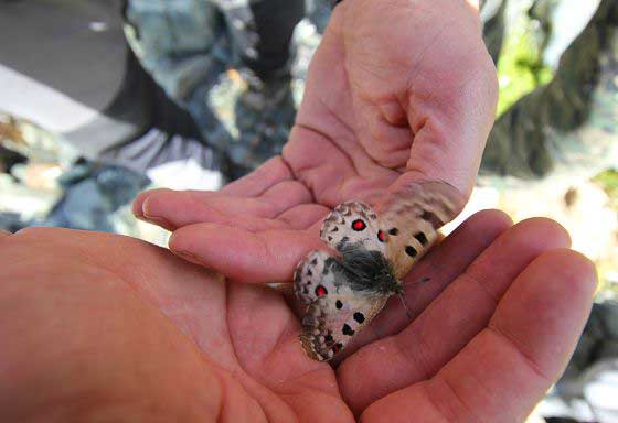 Apollo butterfly